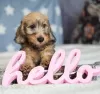 Photos supplémentaires: Chiots lapins teckel à poil dur, garçons, 3 mois