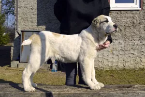 Photos supplémentaires: Vente de chiots du chien de berger d'Asie centrale (Alabai).