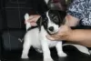 Photo №1. jack russell terrier - à vendre en ville de Saint-Pétersbourg | négocié | Annonce №26903