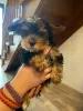 Photo №3. Chiot Mini Yorkshire Terrier. Allemagne