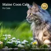 Photo №1. maine coon - à vendre en ville de Milton | 3029€ | Annonce № 127687