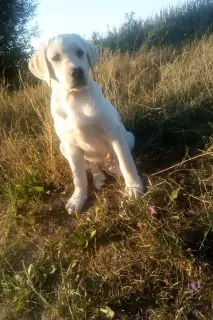 Photo №2 de l'annonce № 3126 de la vente labrador retriever - acheter à Biélorussie éleveur