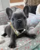 Photo №1. bouledogue - à vendre en ville de Helsinki | 450€ | Annonce №130404