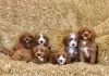 Photo №1. cavalier king charles spaniel - à vendre en ville de Mäntsälä | Gratuit | Annonce №129438