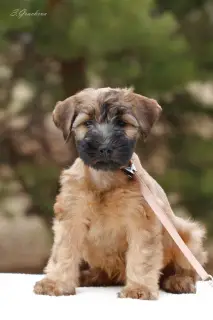 Photos supplémentaires: Chiots Wheaten Terrier irlandais à poil doux.