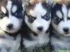 Photo №1. husky de sibérie - à vendre en ville de Beresje | négocié | Annonce №64989