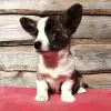 Photo №4. Je vais vendre welsh corgi en ville de Лида. annonce privée - prix - 1324€