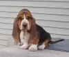 Photo №1. basset hound - à vendre en ville de Benapole | négocié | Annonce №11007