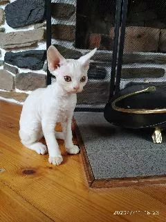 Photo №4. Je vais vendre devon rex en ville de Minsk. de la fourrière - prix - 500€