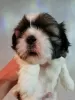 Photo №3. Chiots Shih Tzu de race pure. Lituanie