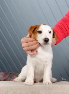 Photos supplémentaires: Chiots Jack Russell Terrier (FCI)