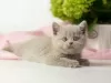 Photo №1. british shorthair - à vendre en ville de Garmisch-Partenkirchen | négocié | Annonce № 125401