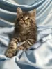 Photo №1. maine coon - à vendre en ville de Chelyabinsk | 333€ | Annonce № 8618