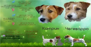 Photo №1. jack russell terrier - à vendre en ville de Yoshkar-Ola | 341€ | Annonce №7470