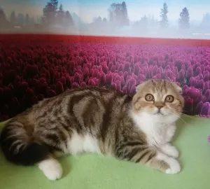 Photo №1. scottish fold - à vendre en ville de Pyatigorsk | négocié | Annonce № 7009