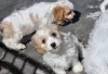 Photo №3. Chiots Cavachon affectueux. Lituanie