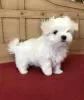 Photo №1. bichon maltais - à vendre en ville de Namsos | 400€ | Annonce №126718