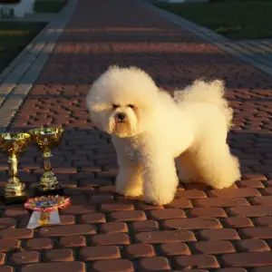 Photo №1. bichon à poil frisé - à vendre en ville de Minsk | 497€ | Annonce №1180