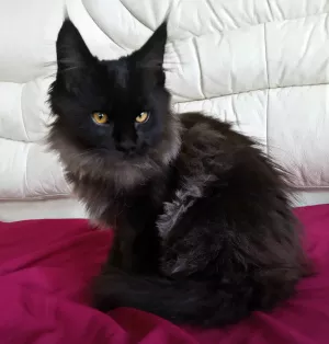 Photo №1. maine coon - à vendre en ville de Nikolaev | Négocié | Annonce № 6005