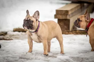 Photo №2 de l'annonce № 5789 de la vente bouledogue - acheter à Fédération de Russie éleveur