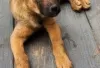 Photo №2 de l'annonce № 126900 de la vente malinois - acheter à Allemagne annonce privée