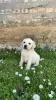 Photo №1. labrador retriever - à vendre en ville de Jakovo | négocié | Annonce №100940