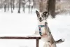 Photo №2 de l'annonce № 129680 de la vente chien bâtard - acheter à Fédération de Russie de l'abri