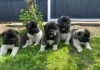 Photo №3. Superbes chiots Akita. Lituanie