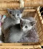 Photo №1. british shorthair - à vendre en ville de Cologne | Gratuit | Annonce № 83210