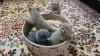 Photo №1. scottish fold - à vendre en ville de Pritzwalk | 500€ | Annonce № 27455