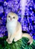 Photo №4. Je vais vendre scottish fold en ville de Kiev.  - prix - 1004€