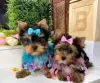 Photo №1. yorkshire terrier - à vendre en ville de Pittsburgh | 425€ | Annonce №129525