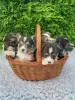 Photo №1. welsh corgi - à vendre en ville de Fužine | 350€ | Annonce №13753