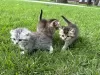 Photos supplémentaires: Chatons écossais - Scottish Fold et Scottish Straight