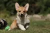 Photo №1. welsh corgi - à vendre en ville de Zaporijia | 700€ | Annonce №79316