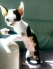 Photos supplémentaires: Chatons Devon Rex