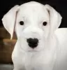 Photos supplémentaires: Chiot Dogo argentino