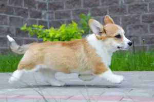 Photo №2 de l'annonce № 2535 de la vente welsh corgi - acheter à Fédération de Russie annonce privée