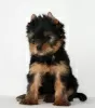 Photo №4. Je vais vendre yorkshire terrier en ville de Minsk. éleveur - prix - 450€