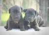 Photos supplémentaires: Chiots Cane Corso