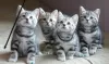 Photo №1. british shorthair - à vendre en ville de Quebec City | Gratuit | Annonce № 36881