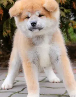 Photo №1. akita (chien) - à vendre en ville de Киев | 315€ | Annonce №4719