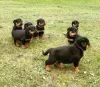 Photo №1. rottweiler - à vendre en ville de Włocławek | 350€ | Annonce №105506