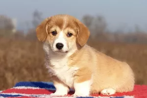 Photo №2 de l'annonce № 5750 de la vente welsh corgi - acheter à Ukraine annonce privée, éleveur