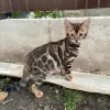 Photos supplémentaires: Superbe garçon bengal