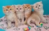 Photo №1. scottish fold - à vendre en ville de Paris | négocié | Annonce № 120544