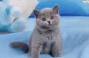 Photo №1. british shorthair - à vendre en ville de Пршибрам | 7098€ | Annonce № 72159