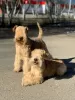 Photo №1. lakeland terrier - à vendre en ville de Neftekamsk | négocié | Annonce №42301