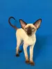 Photo №2 de l'annonce № 11087 de la vente oriental shorthair - acheter à Fédération de Russie de la fourrière