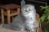 Photo №4. Je vais vendre scottish fold en ville de Kiev. annonce privée - prix - 105€